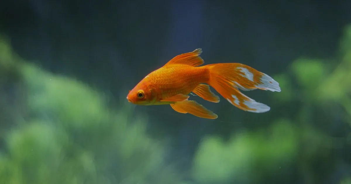 捕魚機